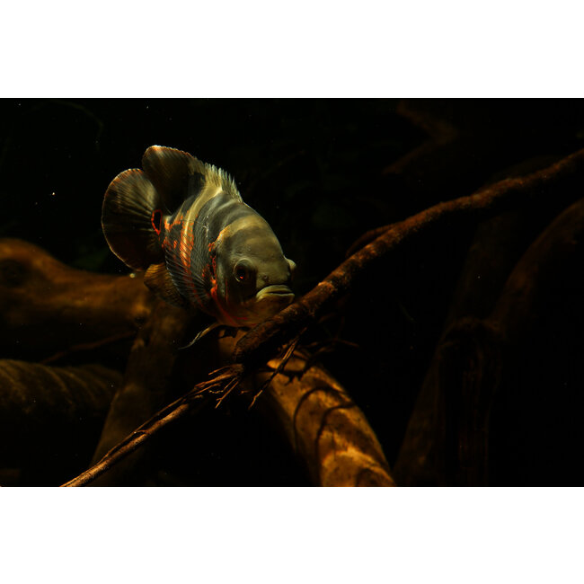 Pauwoog Cichlide - Astronotus Ocellatus