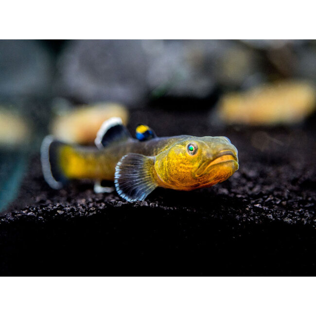 Woestijn Goby - Chlamydogobius Eremius