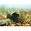 Woestijn Goby - Chlamydogobius Eremius