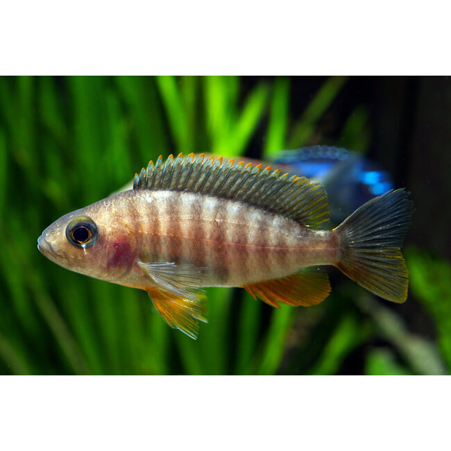 Aulonocara Jacobfreibergi - Malawi Meer