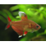 Roze Tetra