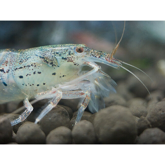 Filipijnse Dwerg Waaierhandgarnaal - Atyoida Pilipes