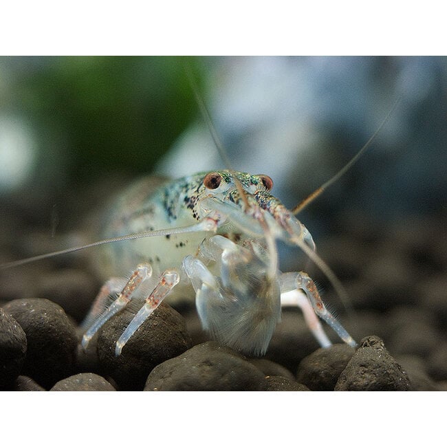 Filipijnse Dwerg Waaierhandgarnaal - Atyoida Pilipes