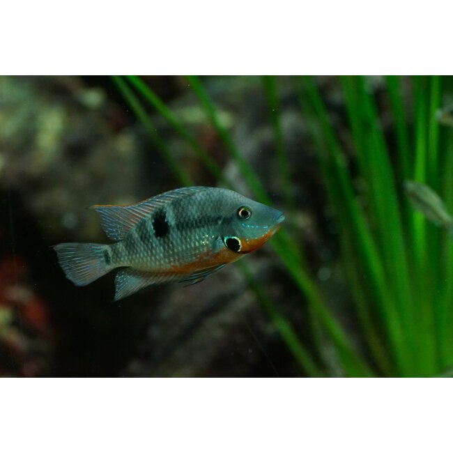 Vuurkeelcichlide - Thorichthys meeki