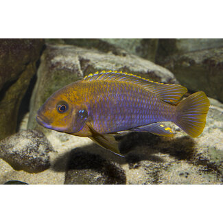 Iodotropheus Sprengerae