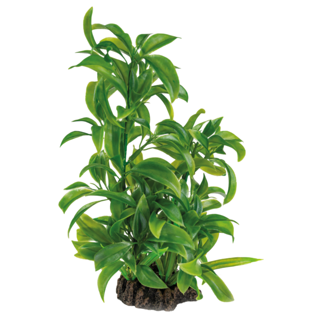 Superfish Art Plant Dracaena