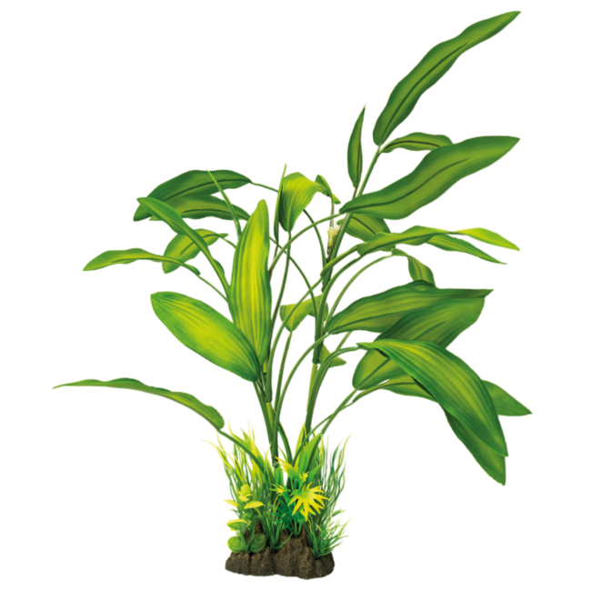 Superfish Art Plant Cryptocoryne