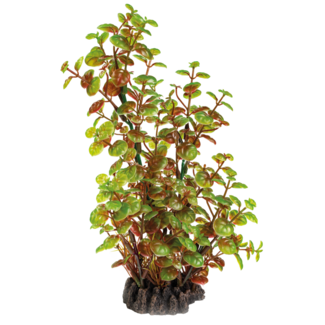 Art Plant Rotala