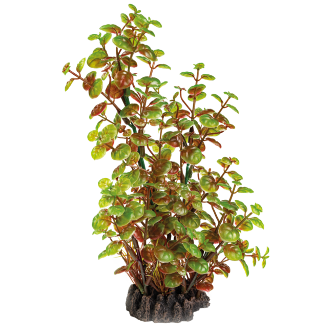 Superfish Art Plant Rotala