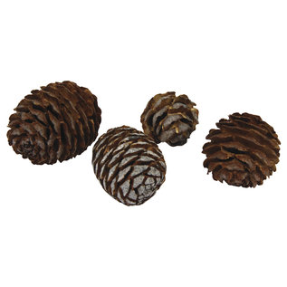 Rayher Muirii-dennenappels 2-4cm 50g