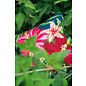 Kruissteekkussen kit Bloemen botanical