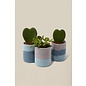 Kit haken - J'habille mes plantes