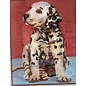 Kit Canvas Hondje 20x25cm