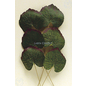 LeCreaDesign® Leaves set "begonia"