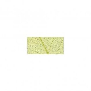 Willowblad, geadert, ZB-zak à 8 st., 6 - 10 cm, l.groen