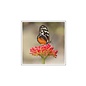 Wenskaart - Vlinder op bloem - 120x122mm