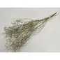 GYPSOPHILA NATUREL WIT