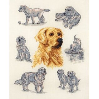 Kruissteekpakket - GOLDEN RETRIEVER STUDY