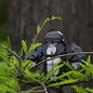 Mieredu - 3D Puzzel Build And Sound - Gorilla