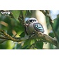 EUGY 3D - Kookaburra