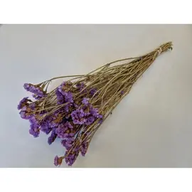 Bloemen - STATICE SINUATA DONKERLILA NATUREL