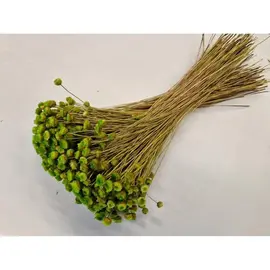 Bloemen - CONGONHAS LIME GREEN +/-100GR