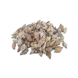 SCHELPEN STROMBUS URCEUS +/-550GR