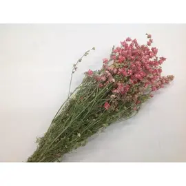Bloemen - DELPHINIUM ROZE NATUREL