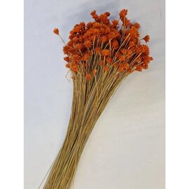 Bloemen - HILL FLOWER ORANJE (ABRIKOOS) +/-150GR