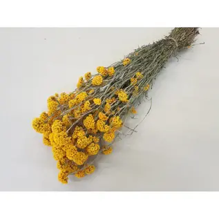 Bloemen - SANFORDII GEEL NATUREL