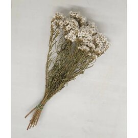 Bloemen - IXODIA NATUREL