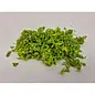 Decoratiemateriaal - CURLY PODS LIME GREEN +/-250GR