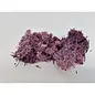 IJSLANDS MOS GECONSERVEERD AUBERGINE +/-450GR