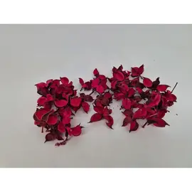 DECORATIEMATERIAAL - COTTON PODS CYCLAAM +/-250GR