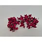 DECORATIEMATERIAAL - COTTON PODS CYCLAAM +/-250GR