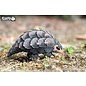 EUGY 3D - Pangolin