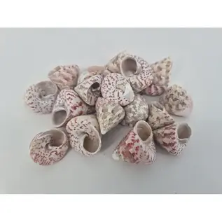 Schelpen Troca Rood +/-650gr – Natuurlijk decoratiemateriaal