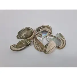 Schelpen Haliotis Pulcherimma 1kg – Natuurlijk decoratiemateriaal