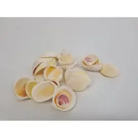 Schelpen Cockle White 1kg – Natuurlijk decoratiemateriaal