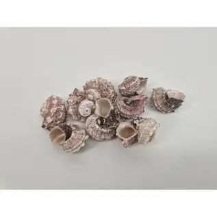 Schelpen Delphinula 1kg – Natuurlijk decoratiemateriaal