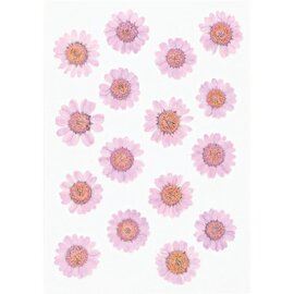 Geperste droogbloemen