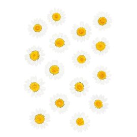 Geperste droogbloemen