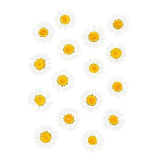 Geperste droogbloemen