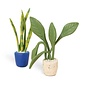 CERNIT - Starterskit  mini planten