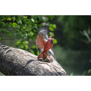 MakeBug, 3D Modelbouwpakket, Sky Echo, American Cardinal 9x20x28cm