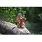 MakeBug, 3D Modelbouwpakket, Sky Echo, American Cardinal 9x20x28cm