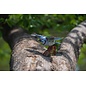 MakeBug, 3D Modelbouwpakket, Sky Echo, Blue Jay 17x10x22cm