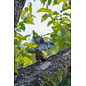MakeBug, 3D Modelbouwpakket, Sky Echo, Blue Jay 17x10x22cm