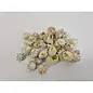 SCHELPEN ASTREA CALCAR 1KG