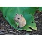 EUGY 3D Puzzel - Quokka